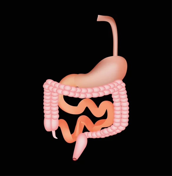 Organi del tratto gastrointestinale. Esofago, stomaco, duodeno, intestino tenue, colon. Digestione. Infografica. Illustrazione vettoriale su sfondo nero . — Vettoriale Stock