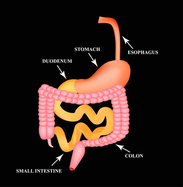 Органы желудочно-кишечного тракта. пищевод, желудок, двенадцатиперстная кишка, тонкий кишечник, толстая кишка. Пищеварение Инфографика. Векторная иллюстрация на черном фоне . — стоковый вектор