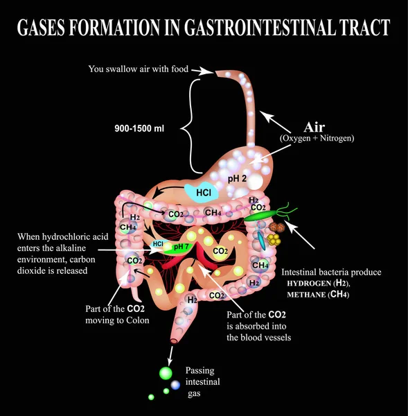 Gastrointestinal sistem gazlar oluşumu. Yemek borusu, mide, onikiparmak bağırsağı, ince bağırsak, kolon. Karbon dioksit, methone. Gaz. Infographics. Vektör çizim siyah arka plan üzerine. — Stok Vektör