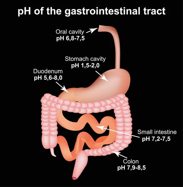 PH del tracto gastrointestinal. Esófago, estómago, duodeno, intestino delgado, colon. Infografías. Ilustración vectorial sobre fondo negro . — Vector de stock