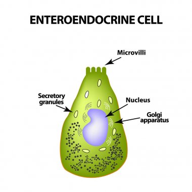 Enteroendocrine hücre. Bağırsak hücre. Vektör illüstrasyon izole arka plan üzerinde