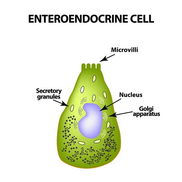 Enteroendocrine 细胞肠细胞。孤立背景下的矢量图示 — 图库矢量图片