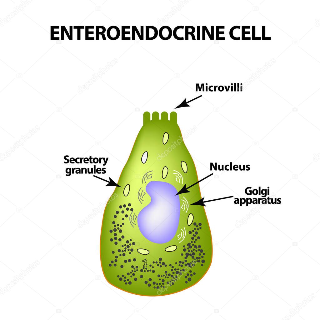 Enteroendocrine cell. Cell of the intestines. Vector illustration on isolated background
