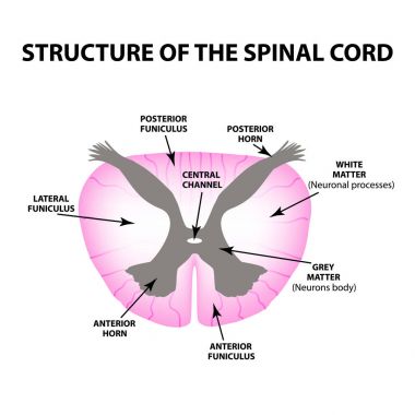 Spinal kord yapısı. Infographics. Vektör illüstrasyon izole arka plan üzerinde.