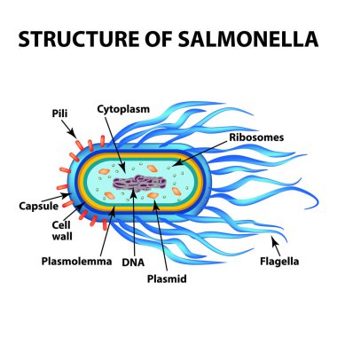 Yapısını Salmonella bakteri. Infographics. Vektör illüstrasyon izole arka plan üzerinde.