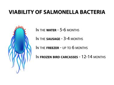 The viability of Salmonella. Infographics. Vector illustration on isolated background. clipart
