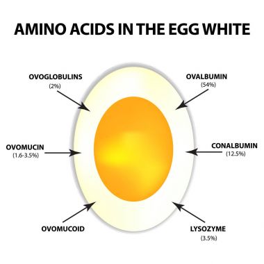 Amino asitlerin yumurta beyazı. Infographics. Vektör illüstrasyon izole arka plan üzerinde.
