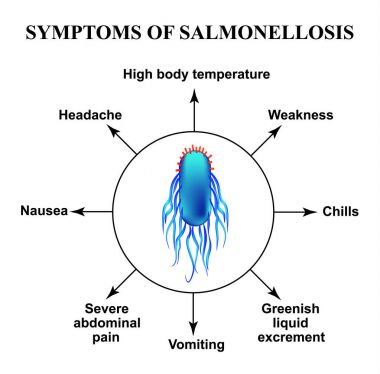 Symptoms of salmonellosis. The structure of salmonella. Infographics. Vector illustration on isolated background. clipart