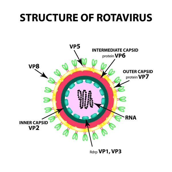 Struktura rotawirusa. Infografiki. Ilustracja wektorowa na na białym tle. — Wektor stockowy