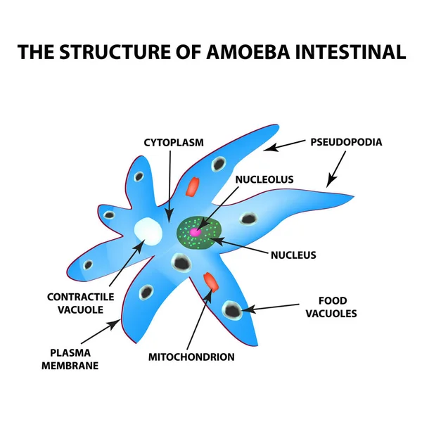 Struktura améba je střevní. Gastrointestinální Amebiasis. Infografika. Vektorové ilustrace v izolovaných pozadí. — Stockový vektor