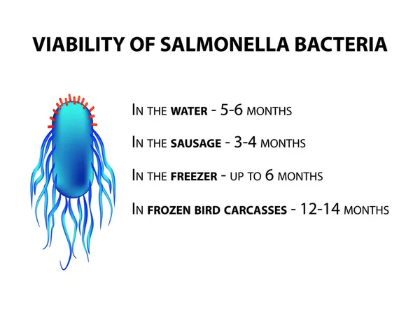 Životaschopnost salmonely. Infografika. Vektorové ilustrace v izolovaných pozadí. — Stockový vektor