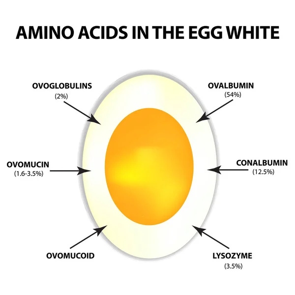 Aminoácidos en clara de huevo. Infografías. Ilustración vectorial sobre fondo aislado . — Vector de stock