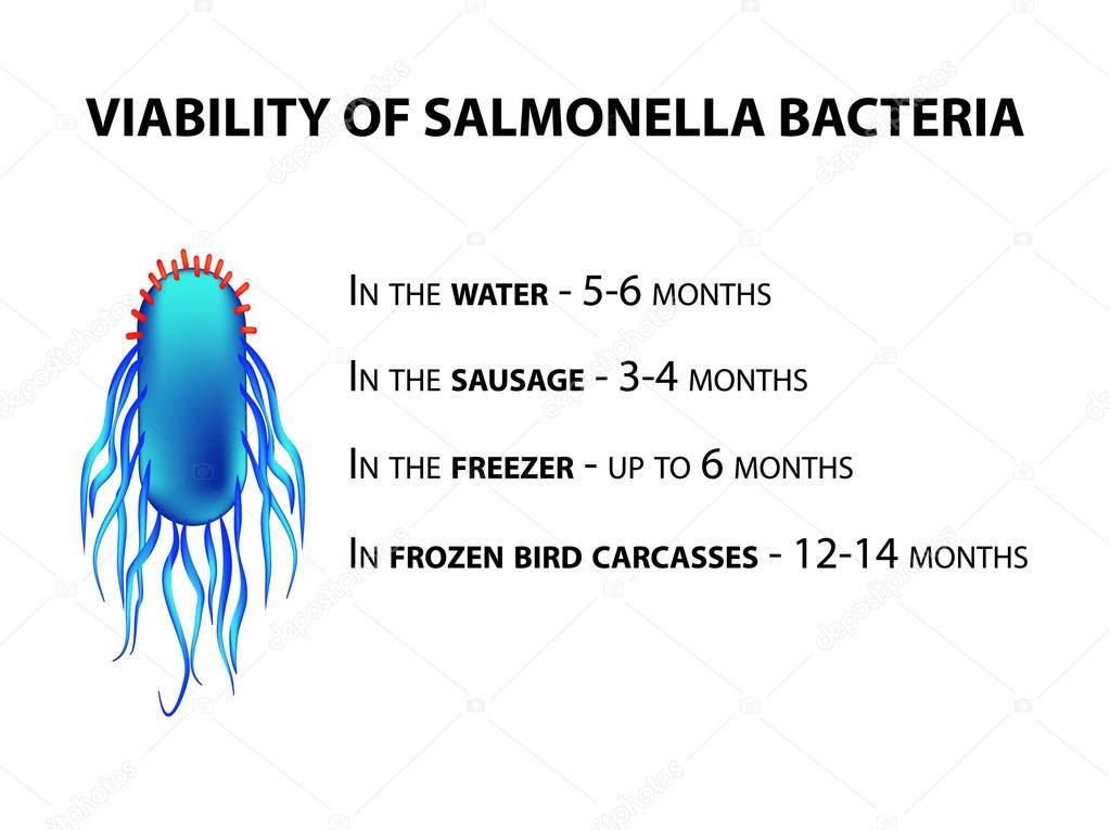 The viability of Salmonella. Infographics. Vector illustration on isolated background.