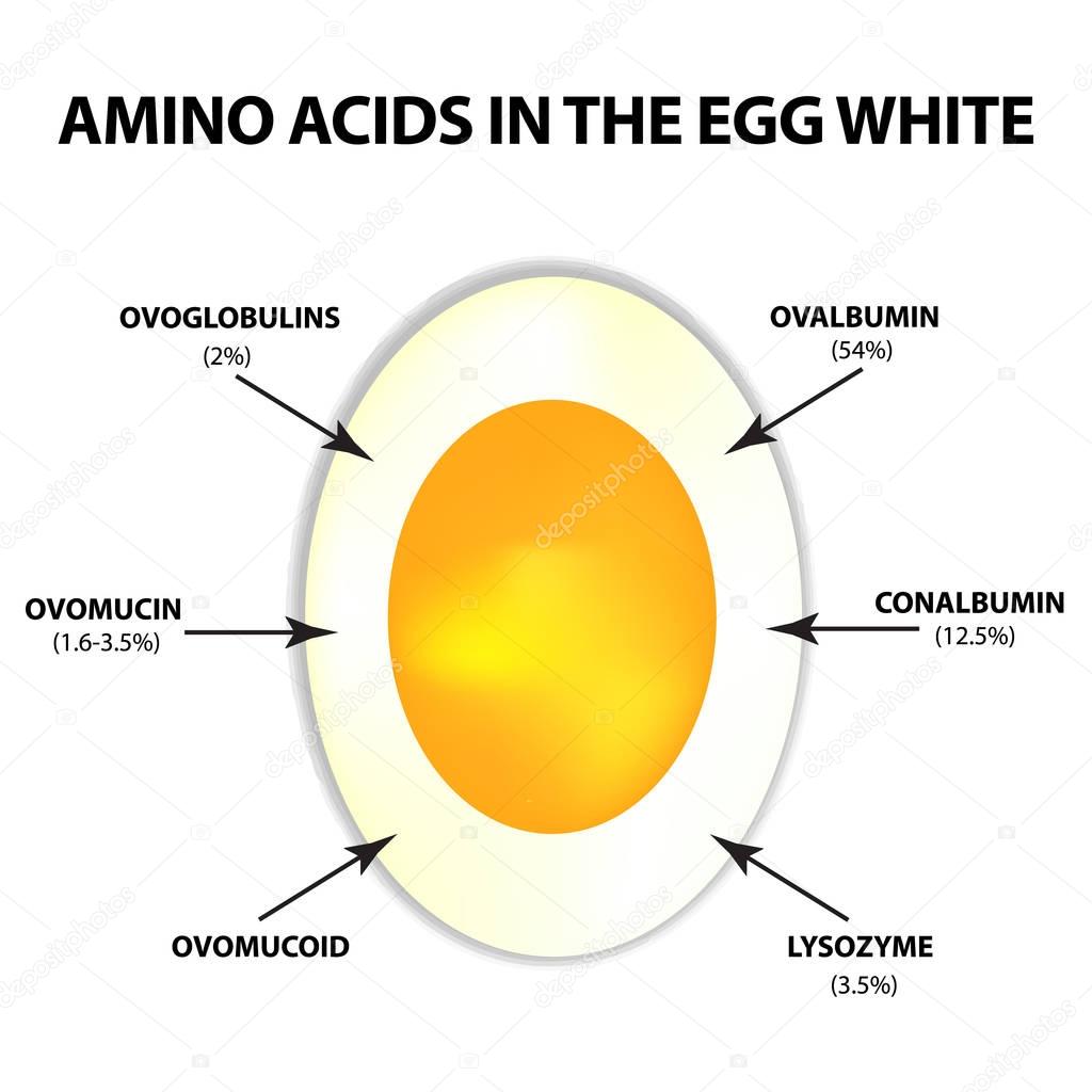 Amino acids in egg white. Infographics. Vector illustration on isolated background.