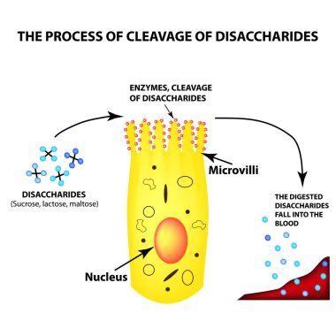The process of cleavage of disaccharides. Structure of the enterocyte. absorptive cells intestine. Infographics. Vector illustration on isolated background. clipart