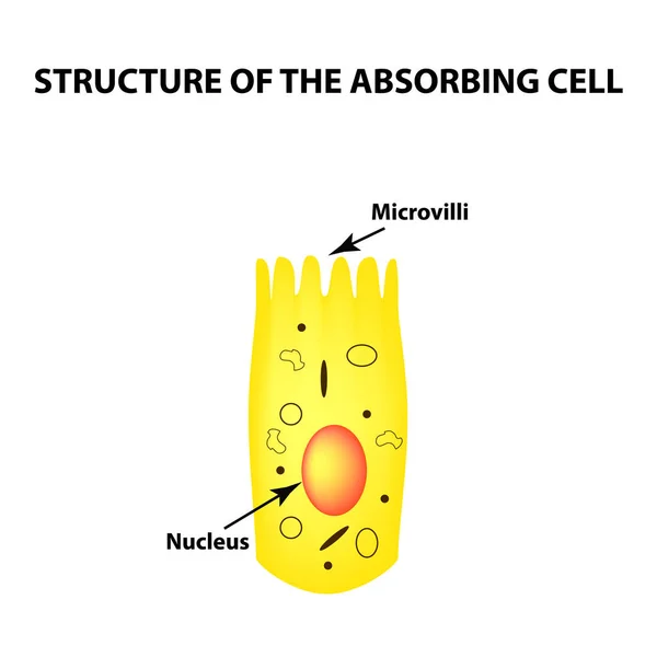 Structure of the enterocyte. absorptive cells intestine. Infographics. Vector illustration on isolated background. — Stock Vector