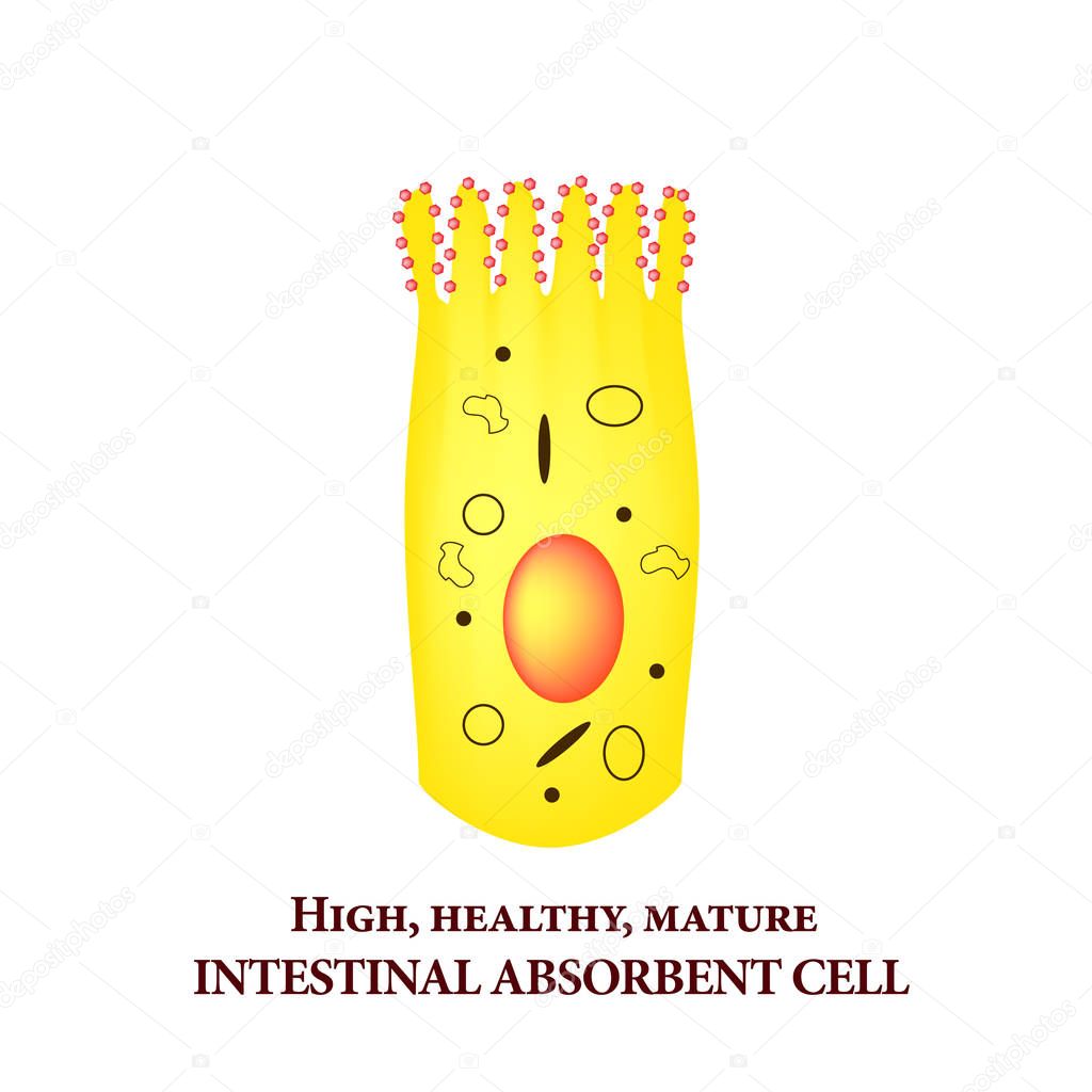 Structure of the enterocyte. absorptive cells intestine. Infographics. Vector illustration on isolated background.