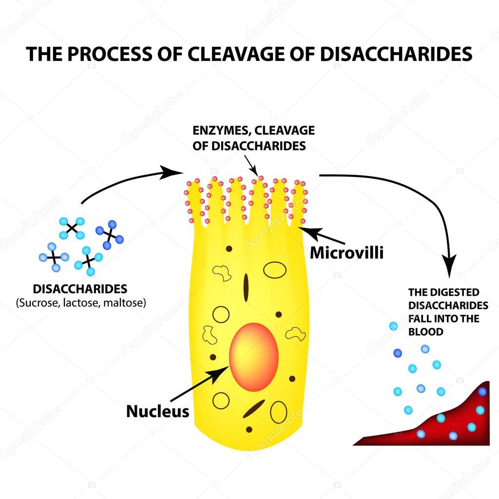 The process of cleavage of disaccharides. Structure of the enterocyte. absorptive cells intestine. Infographics. Vector illustration on isolated background.