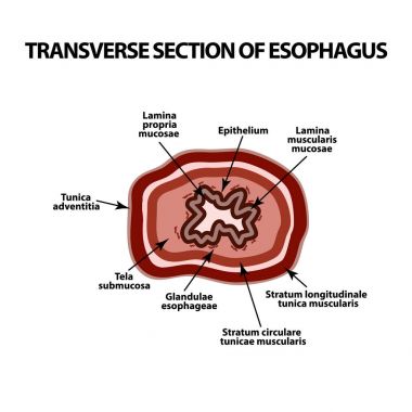 Transverse section of the esophagus. Infographics. Vector illustration on isolated background. clipart