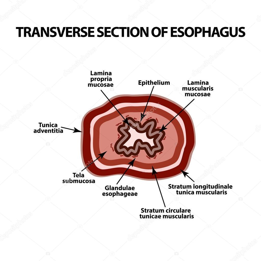 Transverse section of the esophagus. Infographics. Vector illustration on isolated background.