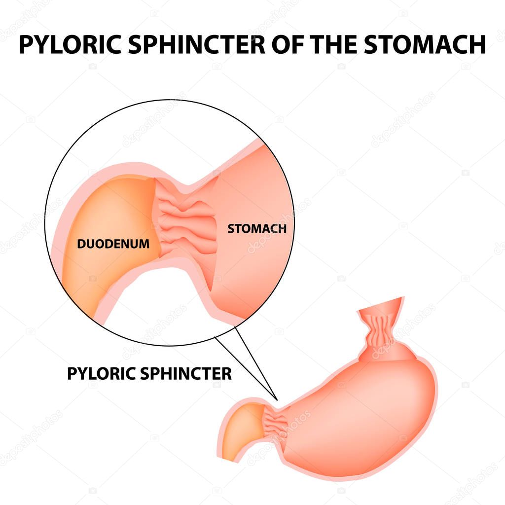 Pyloric sphincter of the stomach duodenum. Pylorus. Infographics. Vector image on isolated background