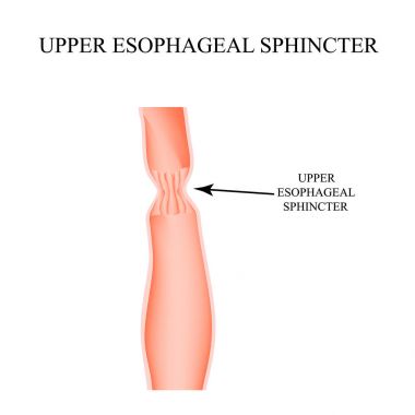 Upper sphincter of esophagus. Infographics. Vector illustration on isolated background. clipart