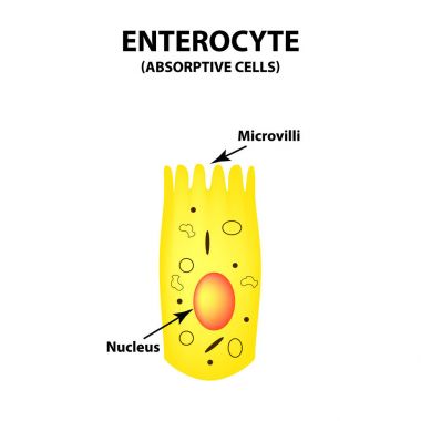 Structure of the enterocyte. absorptive cells intestine. Infographics. Vector illustration on isolated background. clipart