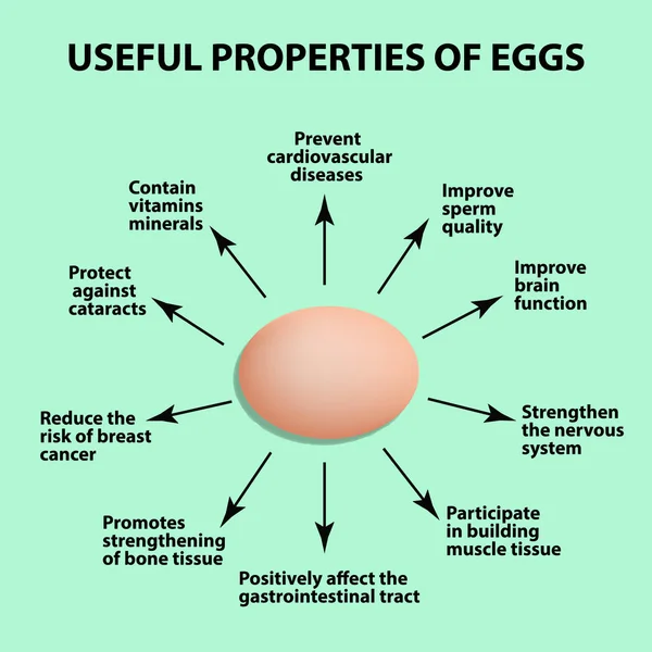 Užitečné vlastnosti slepičí vejce. Infografika. Vektorové ilustrace. — Stockový vektor