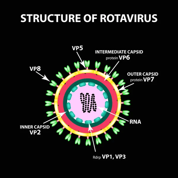 Rotavírus szerkezete. Infographics. Fekete háttér vektor illusztráció. — Stock Vector