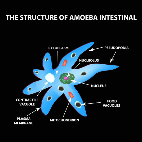 De structuur van de amoebe is intestinale. Gastro-intestinale Amebiasis. Infographics. Vectorillustratie op zwarte achtergrond. — Stockvector