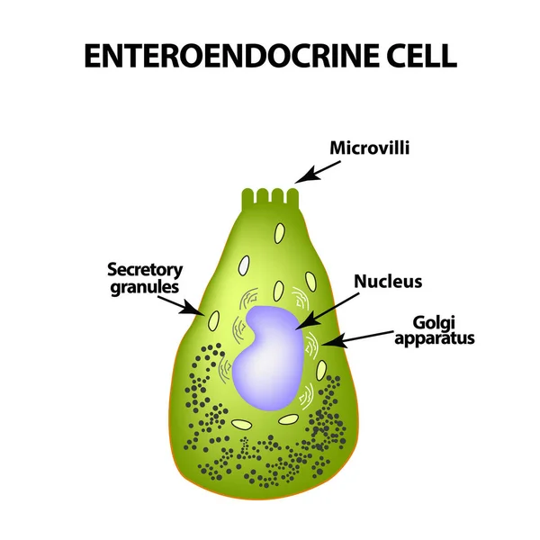 Enteroendocrine buňky. Buňka střev. Vektorové ilustrace v izolovaných pozadí — Stockový vektor