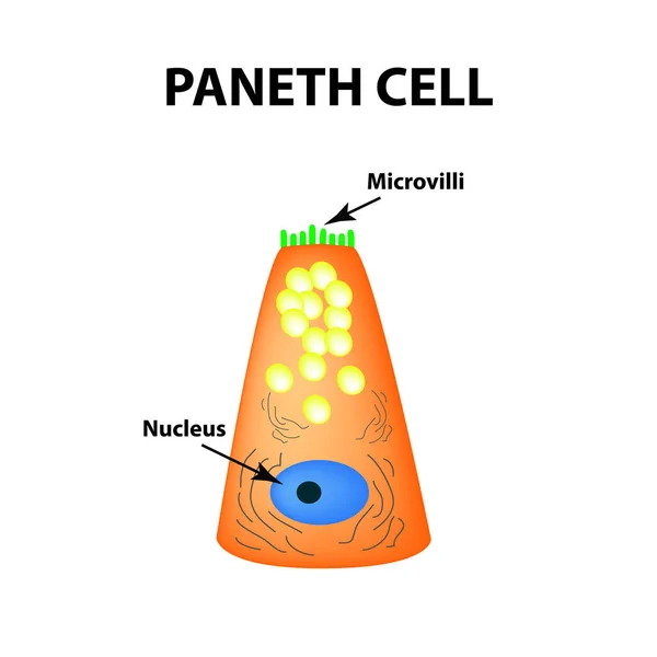 パネート細胞の構造。ダビドフのセルです。fographics。孤立した背景のベクトル図. — ストックベクタ
