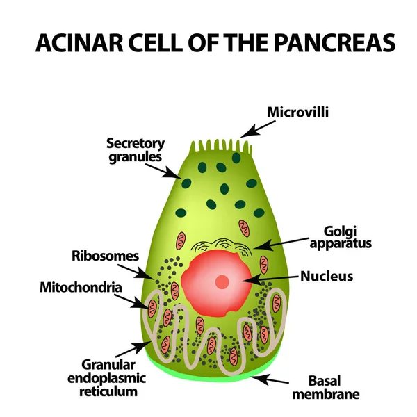 Cellule acinaire du pancréas. Acinus. Infographie. Illustration vectorielle sur fond isolé — Image vectorielle