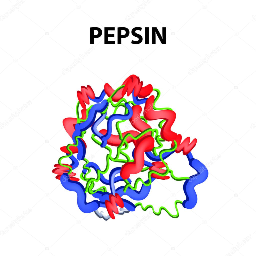 Pepsin is a molecular chemical formula. Enzyme of the stomach. Infographics. Vector illustration on an isolated background.