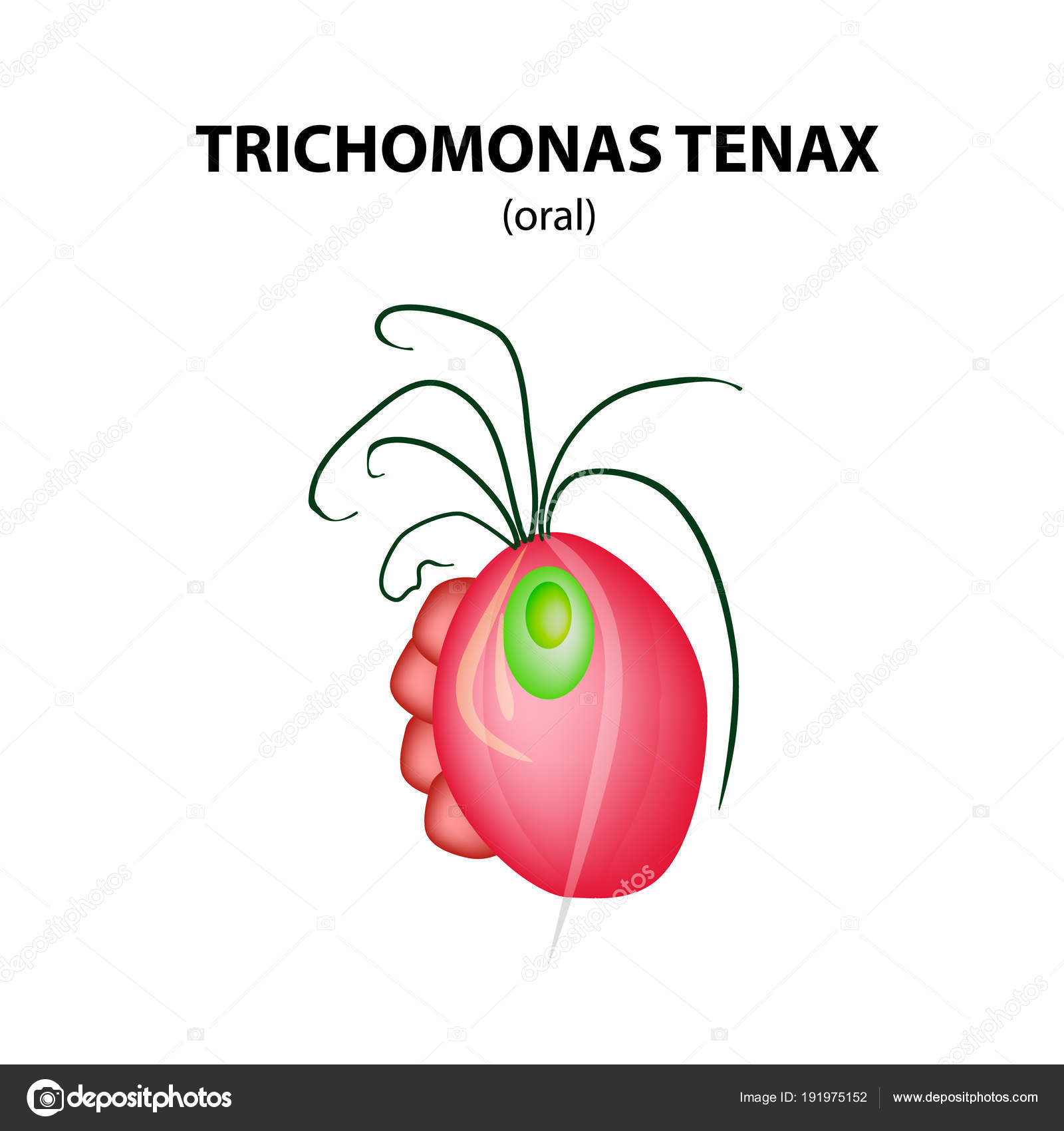 Trichomonas vektorok