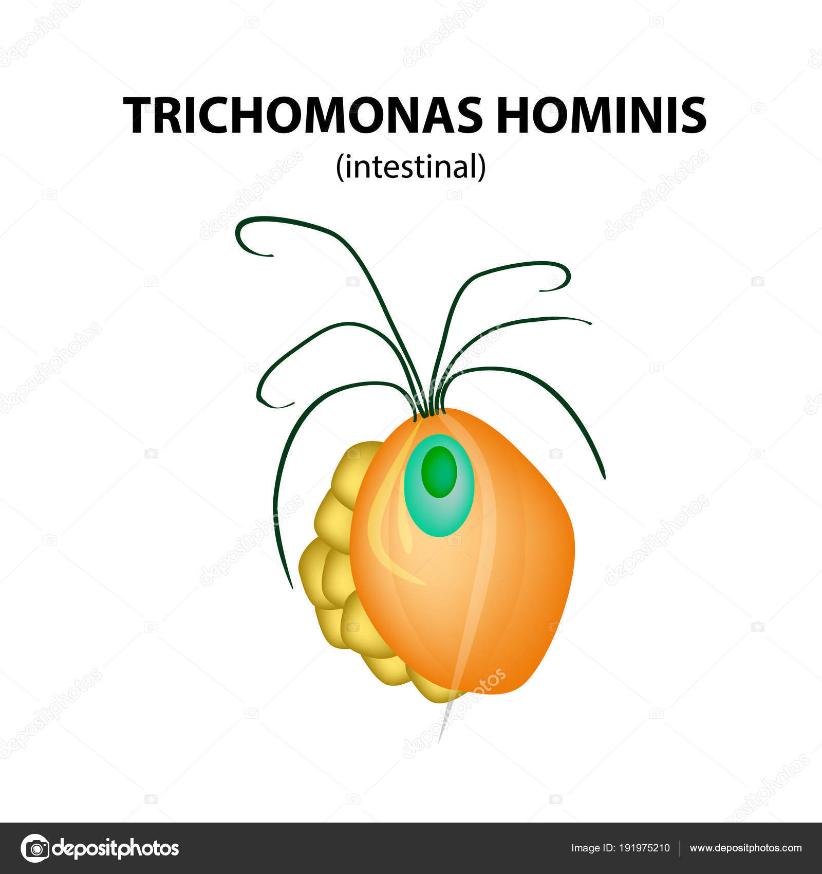 trichomonas sejt csuka kaviár parazitái