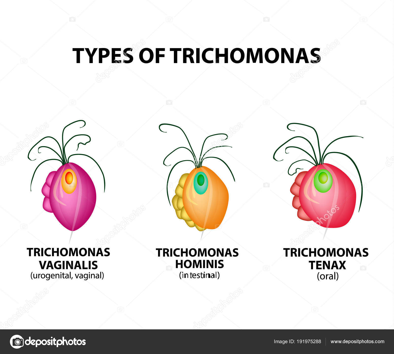 Trichomonas szerkezet