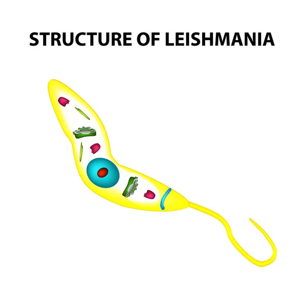 リーシュ マニア原虫の構造。インフォ グラフィック。孤立した背景のベクトル図. — ストックベクタ