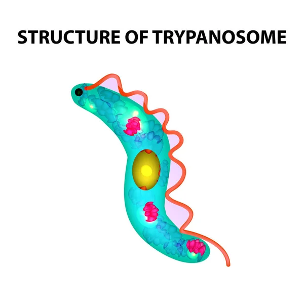 Trypanosome의 구조입니다. 인포 그래픽입니다. 격리 된 배경에서 벡터 일러스트 레이 션. — 스톡 벡터