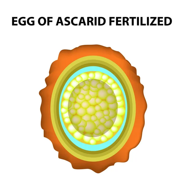 Яйцо круглого червя оплодотворяется. Структура яиц Аскариса. инфографика. Векторная иллюстрация на изолированном фоне . — стоковый вектор