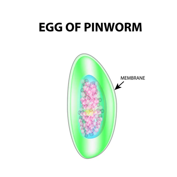 Vejce pinworm. Struktura pinworm vejce. Infografika. Vektorové ilustrace v izolovaných pozadí. — Stockový vektor