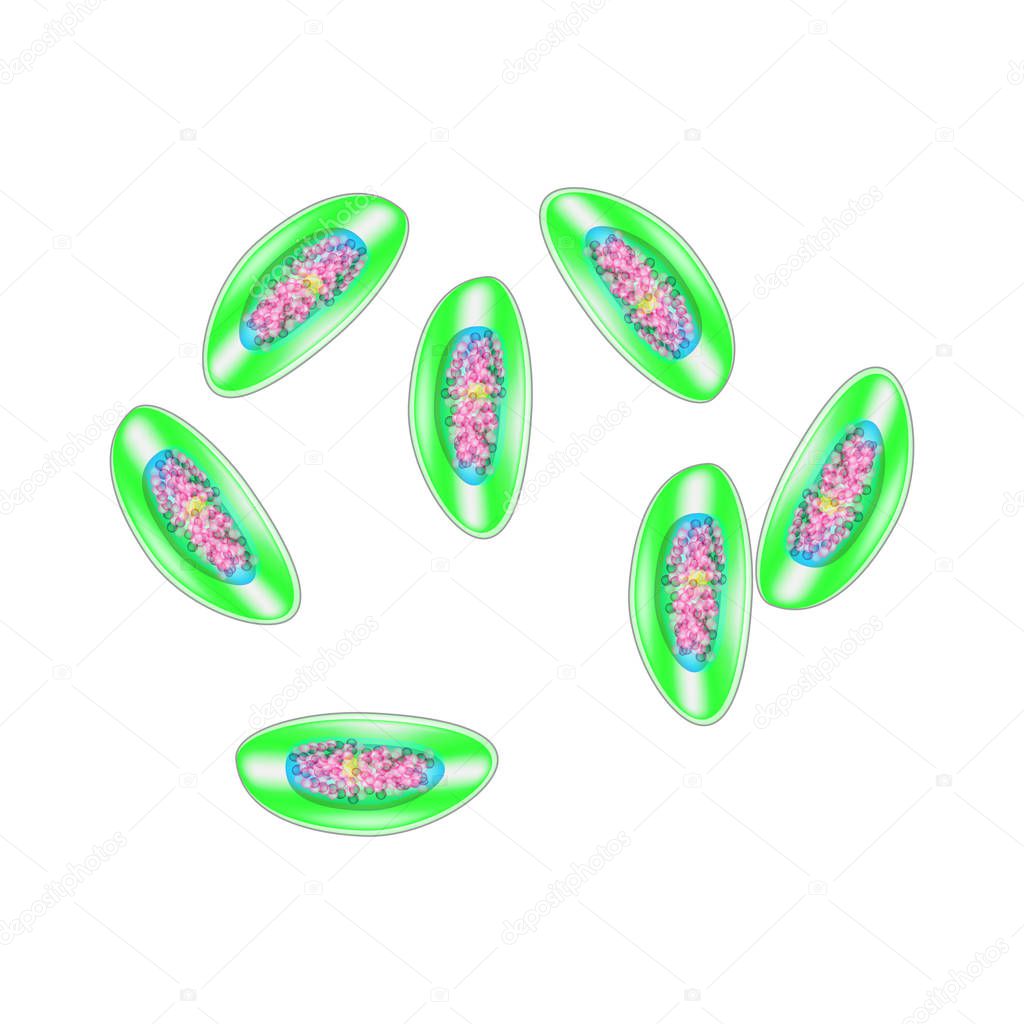 Egg of pinworm. The structure of an egg pinworm. infographics. Vector illustration on isolated background.