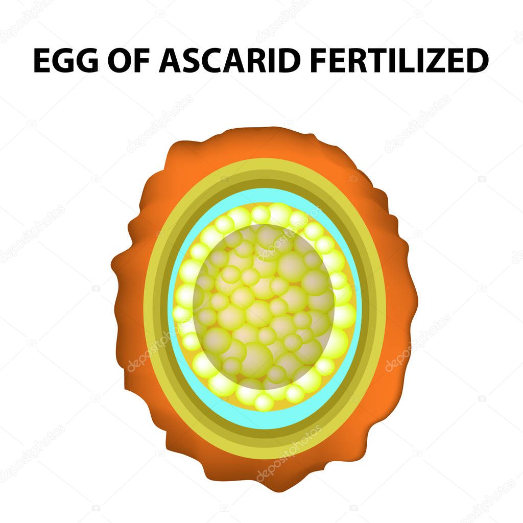 The egg of the roundworm is fertilized. Structure of Ascaris eggs. infographics. Vector illustration on isolated background.