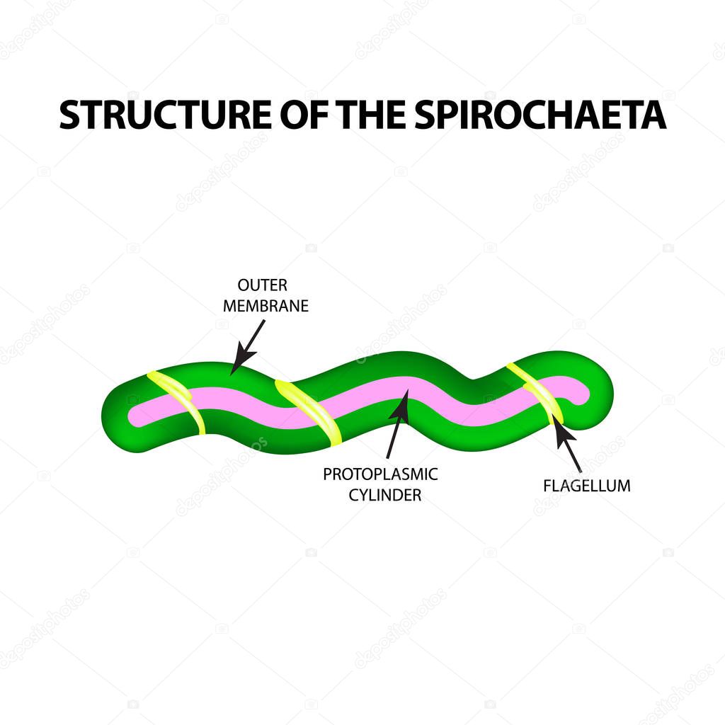 The structure of spirochetes, pale treponema. The causative agent of syphilis. Infographics. Vector illustration on isolated background.