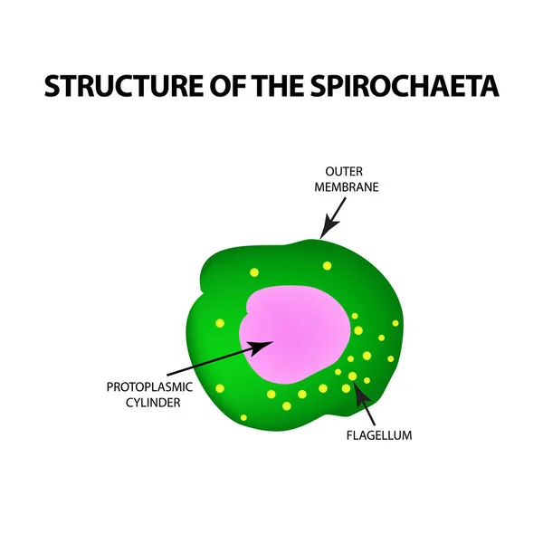 La structure des spirochètes, tréponème pâle. L'agent responsable de la syphilis. Infographie. Illustration vectorielle sur fond isolé . — Image vectorielle