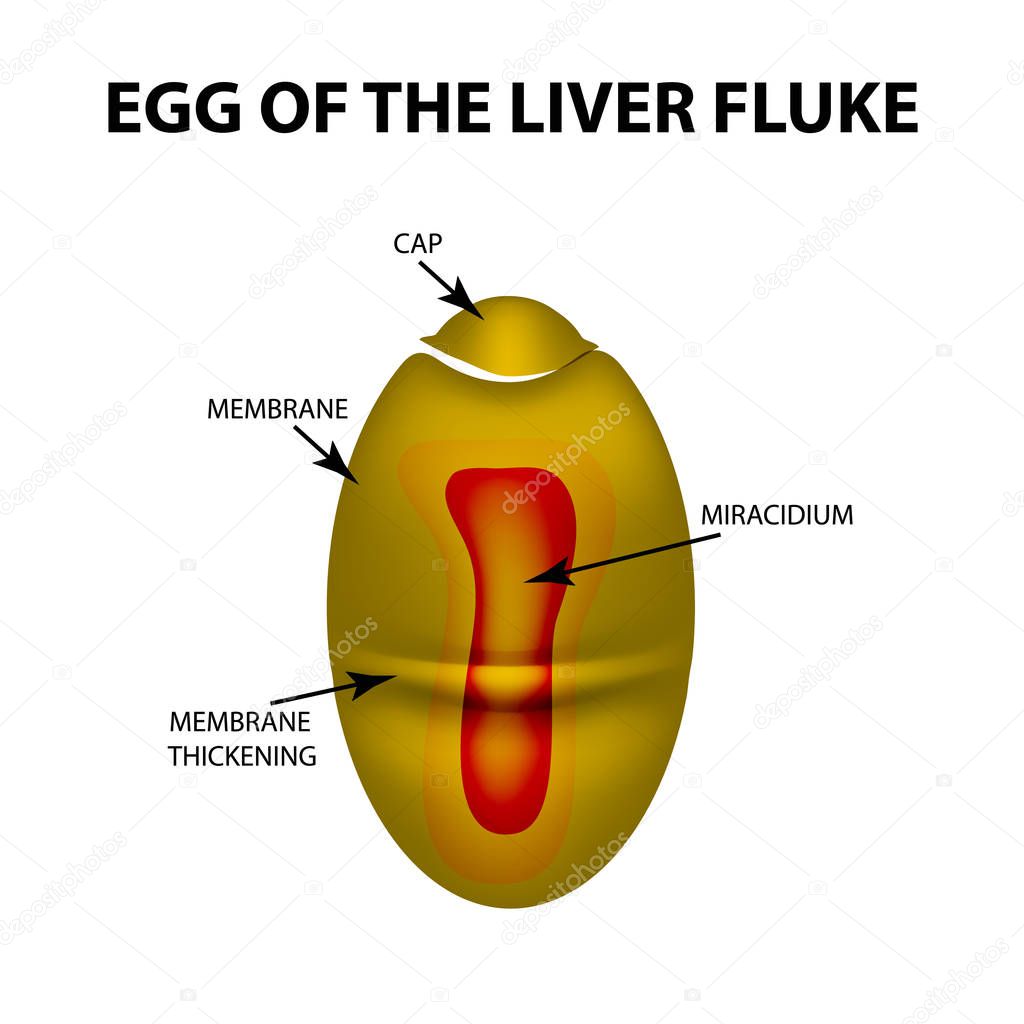 Egg of the liver fluke. infographics. Vector illustration on isolated background.