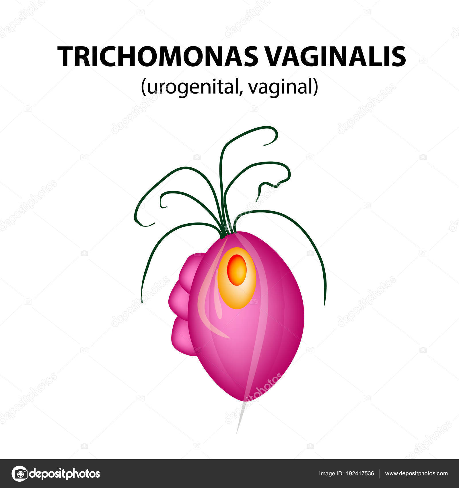Trichomonas szerkezet