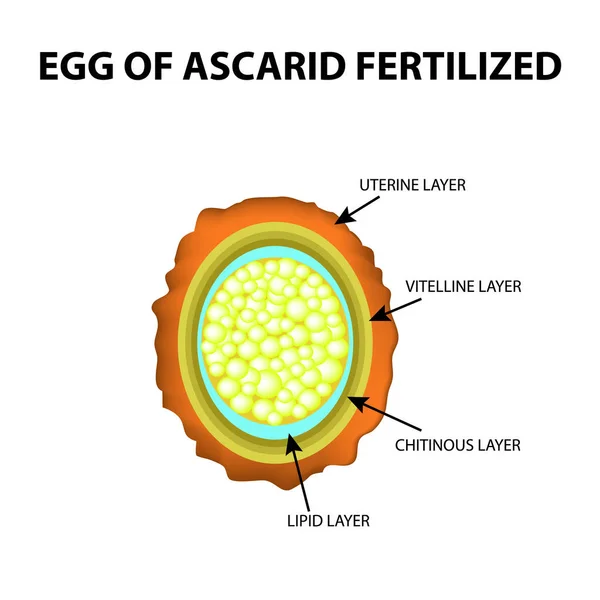 Ägget i rundmasken är befruktade. Struktur av Ascaris ägg. Infographics. Vektorillustration på isolerade bakgrund. — Stock vektor