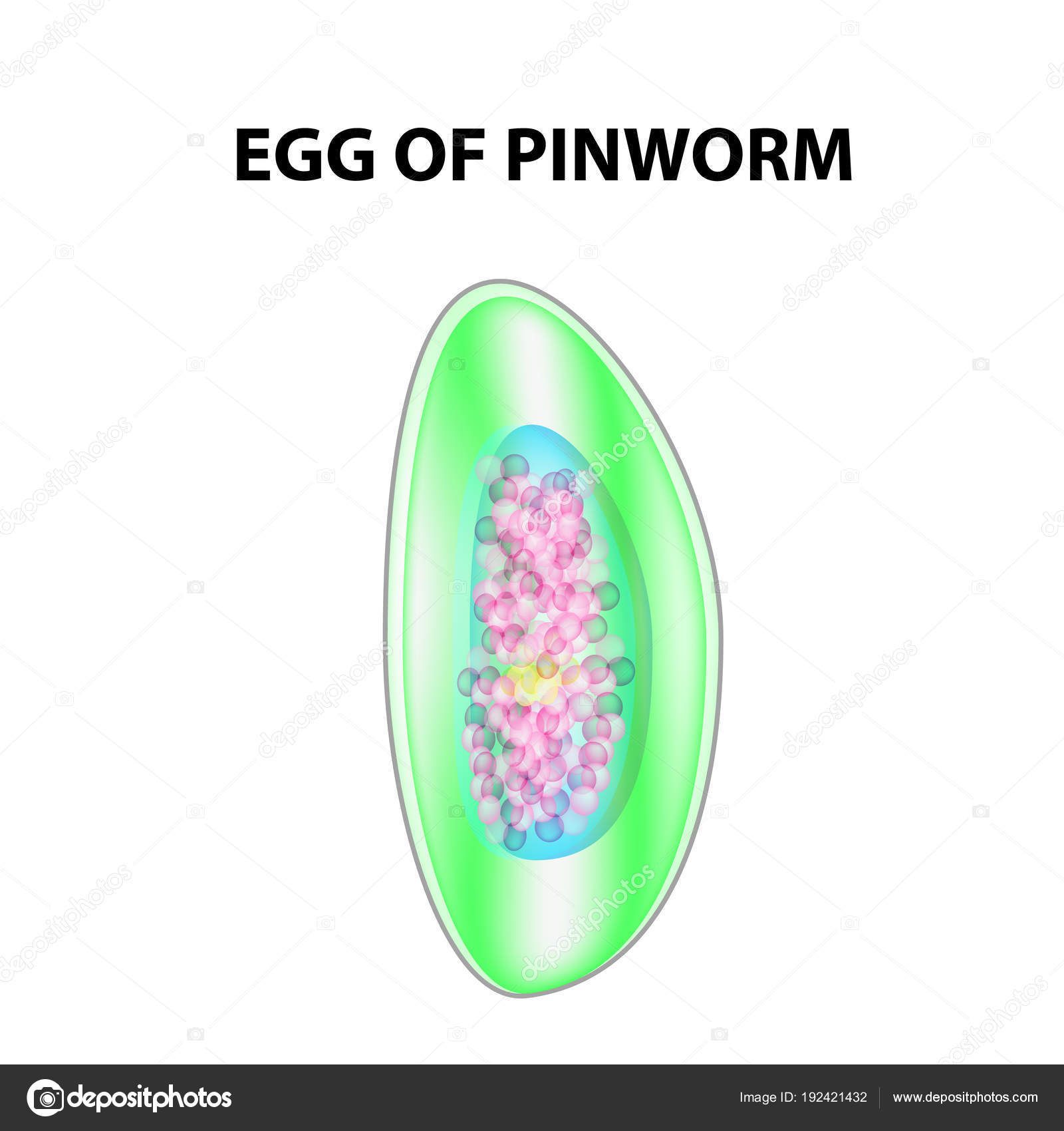 egy enterobiosis pinworms