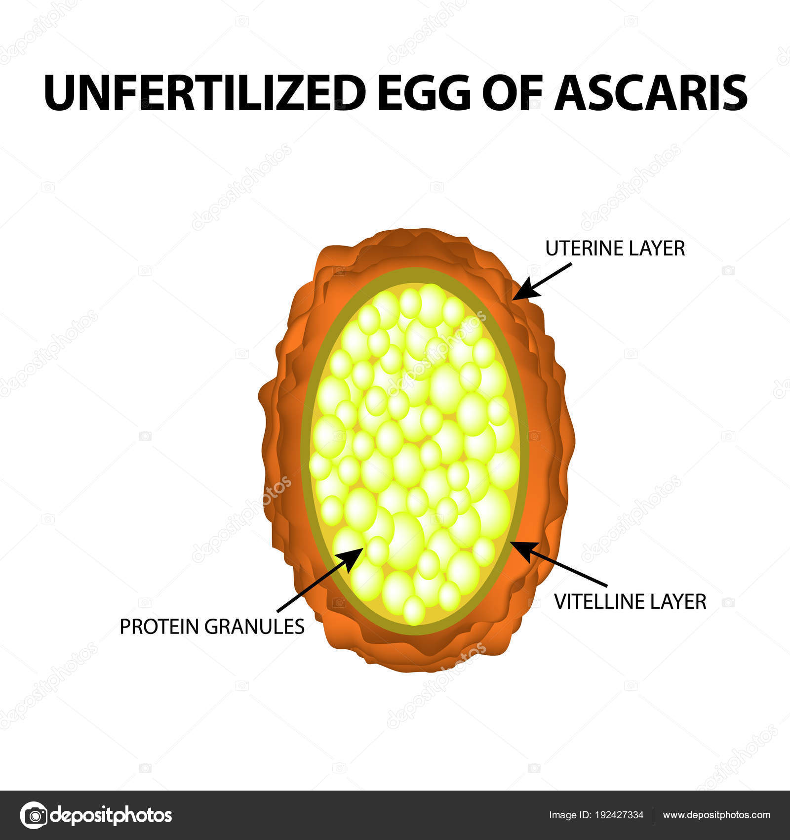 Ascaris tojások a mosásokban